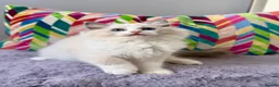 Ragdoll cats for sale: TICA registered ragdoll kittens from champions - Advert 12