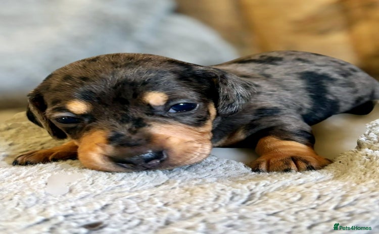 Miniature Dachshund dogs - Advert 1