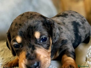 Miniature Dachshund dogs - Advert 8