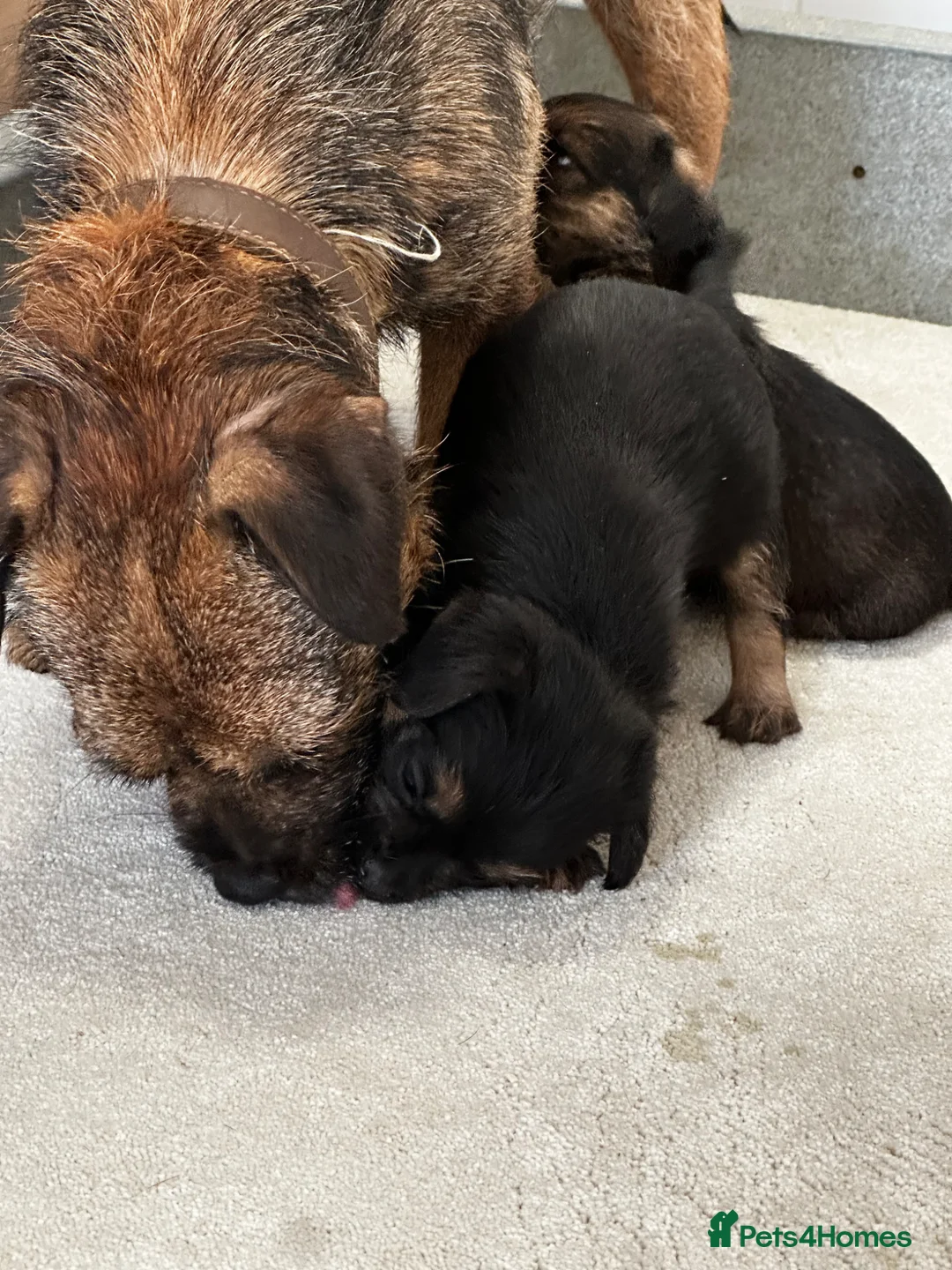 Border Terrier dogs for sale: KC Border Terrier Puppy – One Girl Available - Advert 2