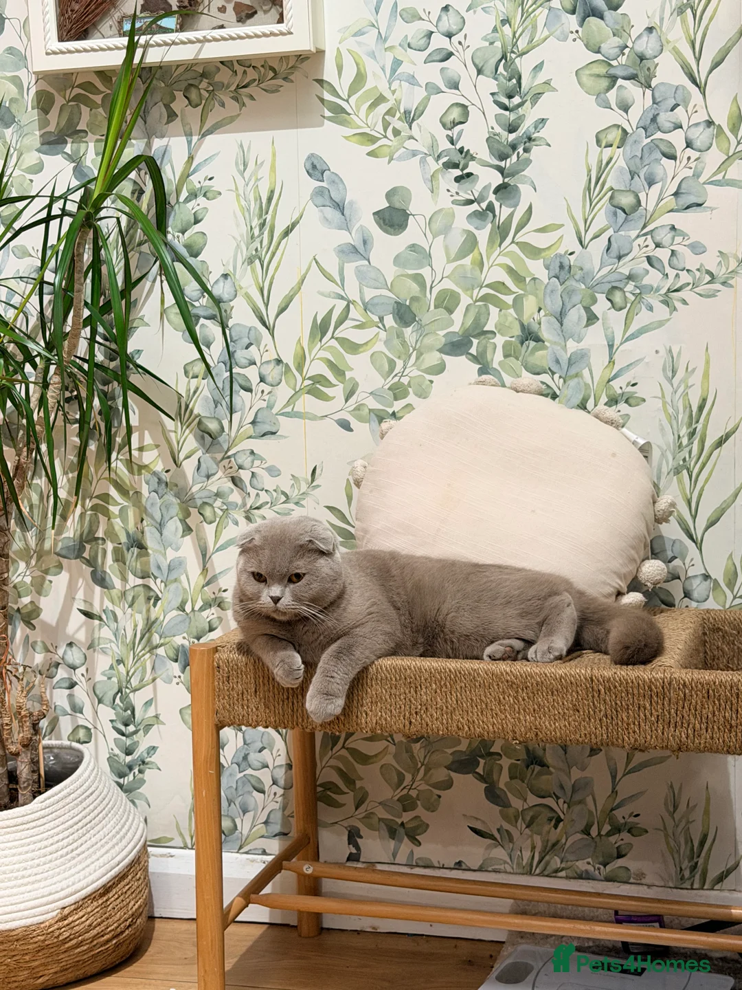 Scottish Fold cats for sale: Scottish fold female looking for a new home  in Manchester - Advert 3