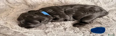 Miniature Schnauzer Puppy 4