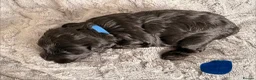 Miniature Schnauzer dogs for sale: Chunky, stunning litter of miniature schnauzers  - Advert 13