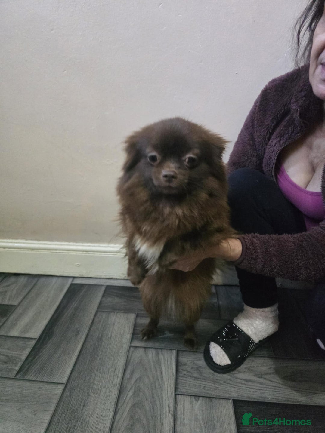 Miniature Dachshund dogs for sale: Miniature dachshund,pomeraniai - Advert 4