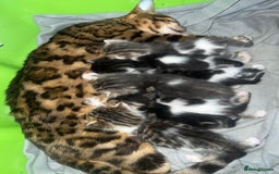 Bengal cats for sale: RUSSIAN BLUE BENGLES - Image 24