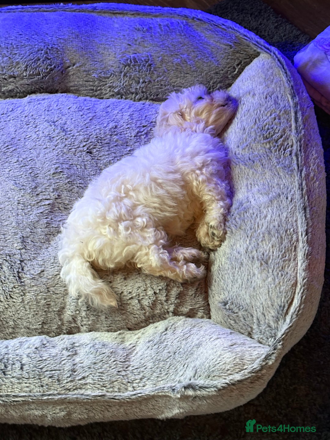 Bichon Frise dogs for sale: Female bichon frise - Image 2