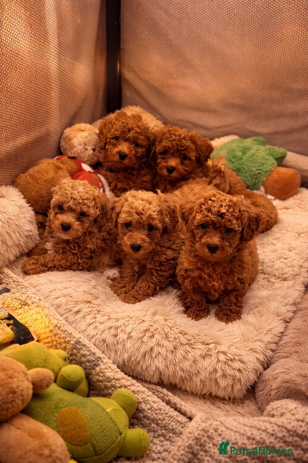 Poochon dogs Asian mini pochoon puppies -Tiny and Curly - Advert 11