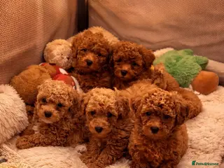 Poochon dogs Asian mini pochoon puppies -Tiny and Curly - Advert 11