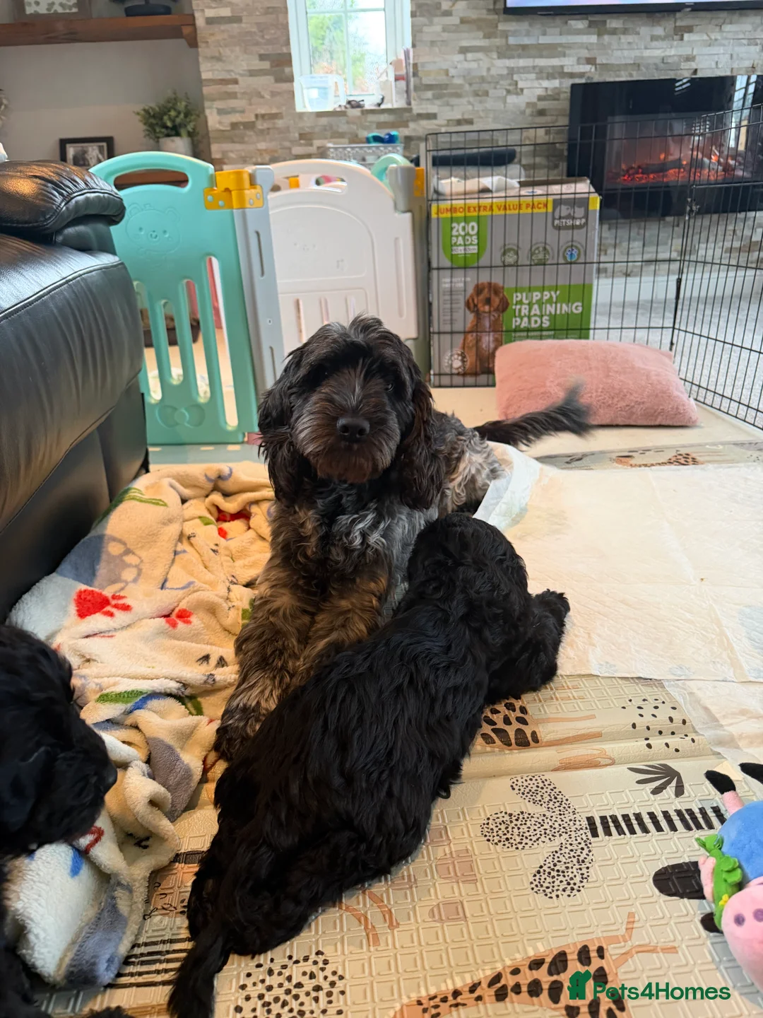 Cockapoo dogs for sale: Trained puppy for potential rehome - Advert 2