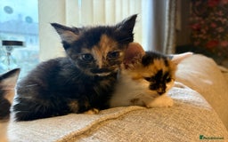 Mixed Breed cats for sale: 4 babies available 2 male 2 female  - Image 3