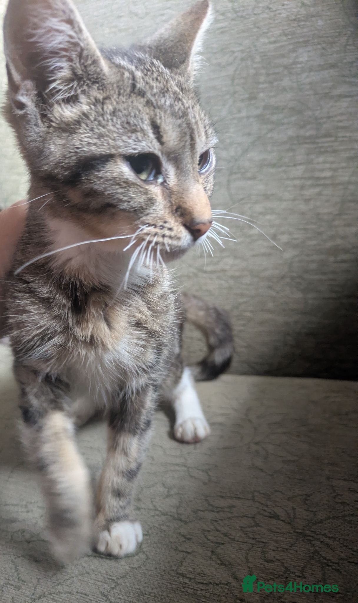 Mixed Breed cats mixed shorthair  - Advert 7