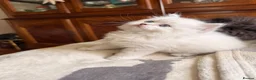 Scottish Fold cats for sale: Fluffy short legs show quality kittens available - Advert 9