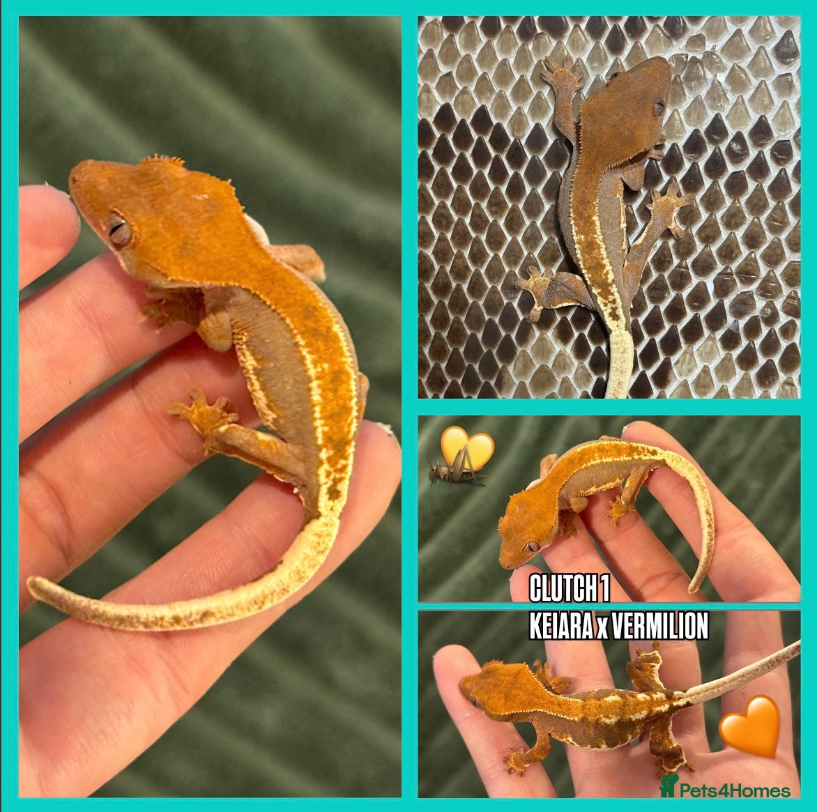 Gecko reptiles Crested gecko Hatchlings +Lineage  - Advert 18
