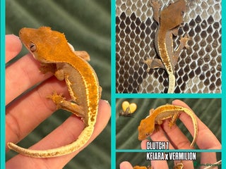 Gecko reptiles Crested gecko Hatchlings +Lineage - Advert 1