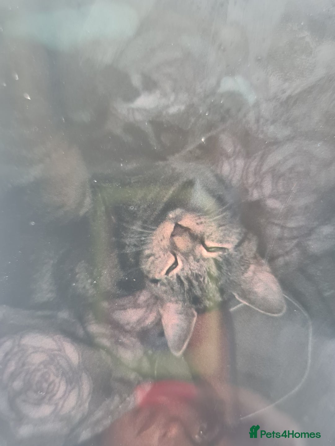 Mixed Breed cats for sale: 2 beautiful girl kittens - Image 5