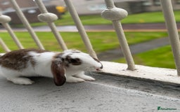 Cashmere Lop rabbits for sale: Alvin and Ronnie - Image 4