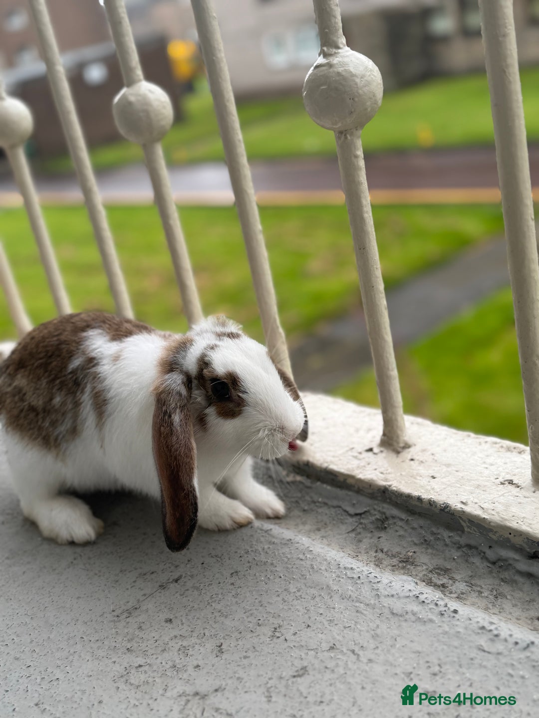 Cashmere Lop rabbits for sale: Alvin and Ronnie - Image 4