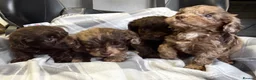 Cockapoo dogs for sale: F1 CHOCOLATE/ CHOCOLATE MERLE COCKAPOOS  - Advert 11