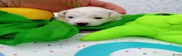 Bichon Frise dogs for sale: Bichon Frise 2 boys and 4 girls - Advert 15