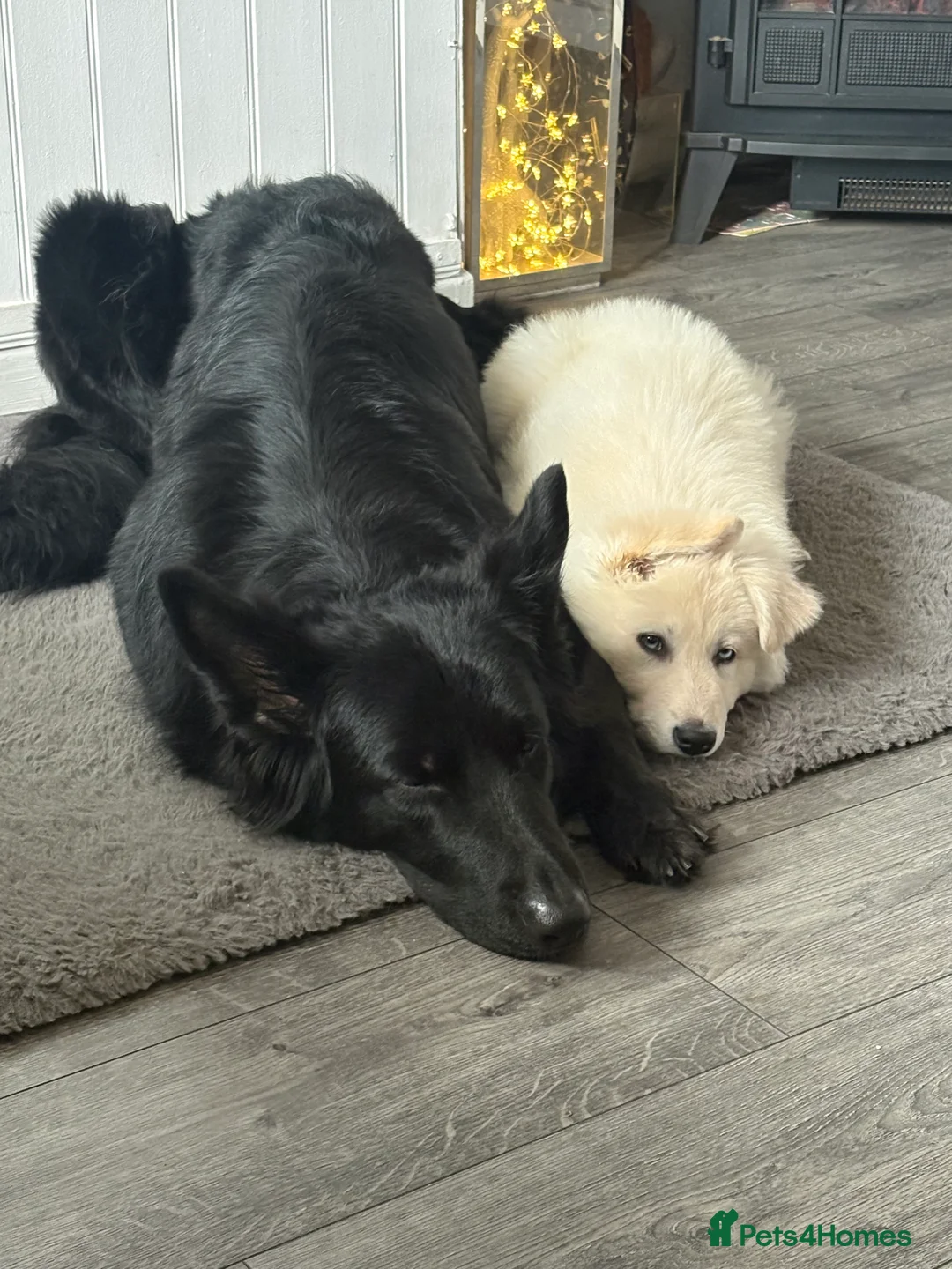 Shepsky dogs for sale: Female German Shepard with 1/4 husky  - Advert 1