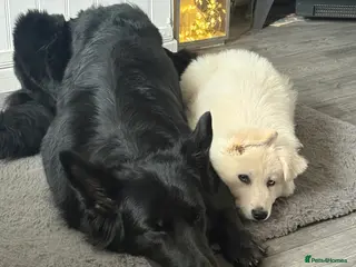 Shepsky dogs Female German Shepard with 1/4 husky - Advert 16