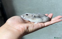 Hamster rodents for sale: OLDER STUNNING TAME PEDIGREE HAMSTERS - Image 3
