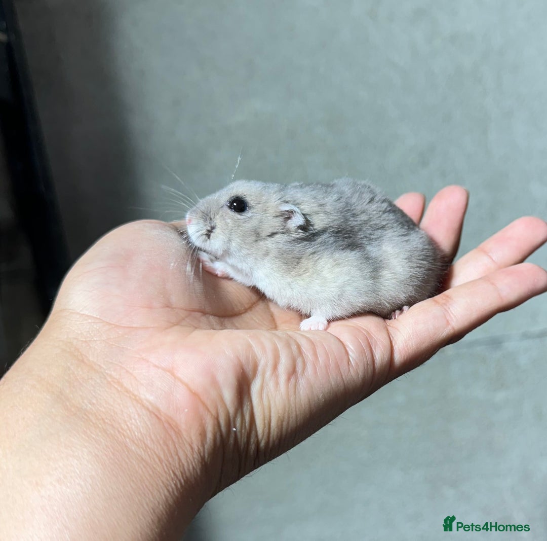 Hamster rodents for sale: OLDER STUNNING TAME PEDIGREE HAMSTERS - Image 3