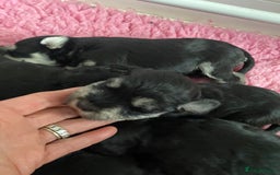 Miniature Schnauzer dogs for sale: 5*MINIATURE SCHNAUZER PUPPIES - Image 7