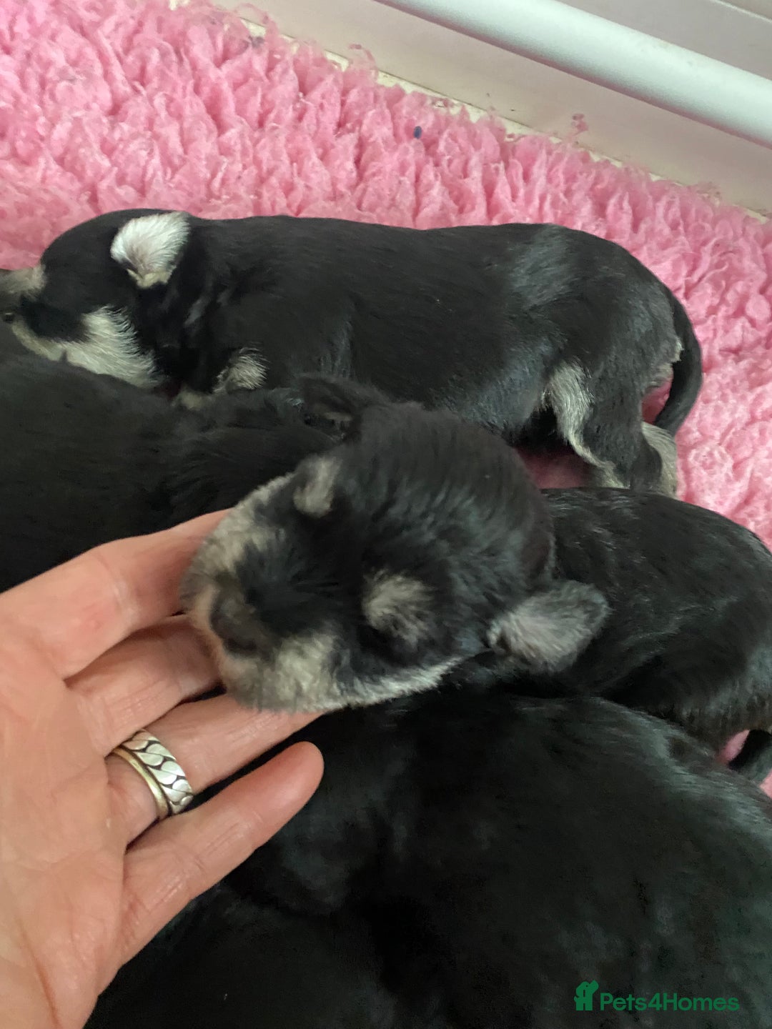 Miniature Schnauzer dogs for sale: 5*MINIATURE SCHNAUZER PUPPIES - Image 7