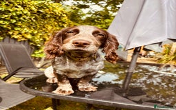 Cocker Spaniel dogs for sale: 1female 1male 7 month old puppies - Image 4