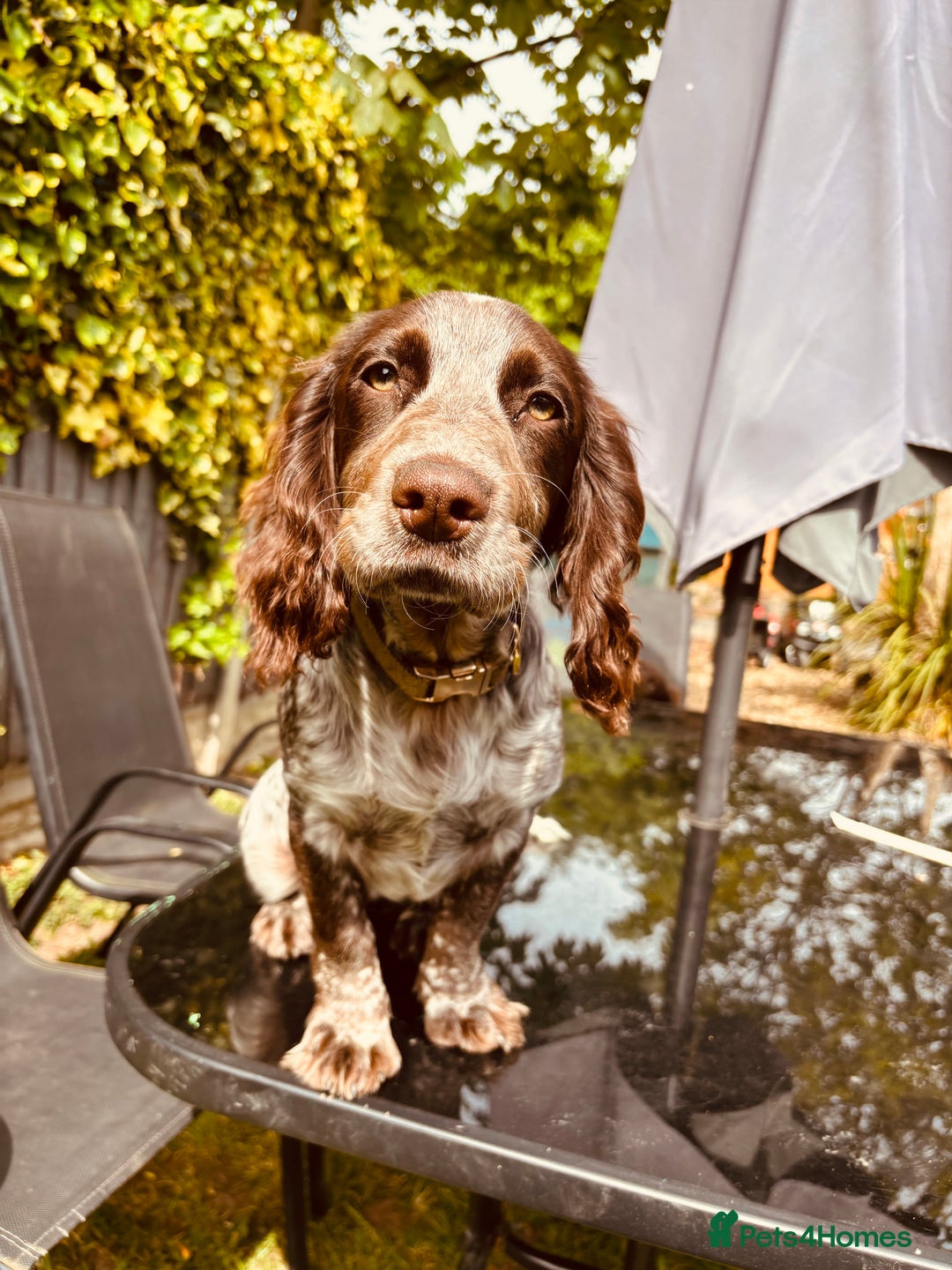 Cocker Spaniel dogs for sale: 1female 1male 7 month old puppies - Image 4
