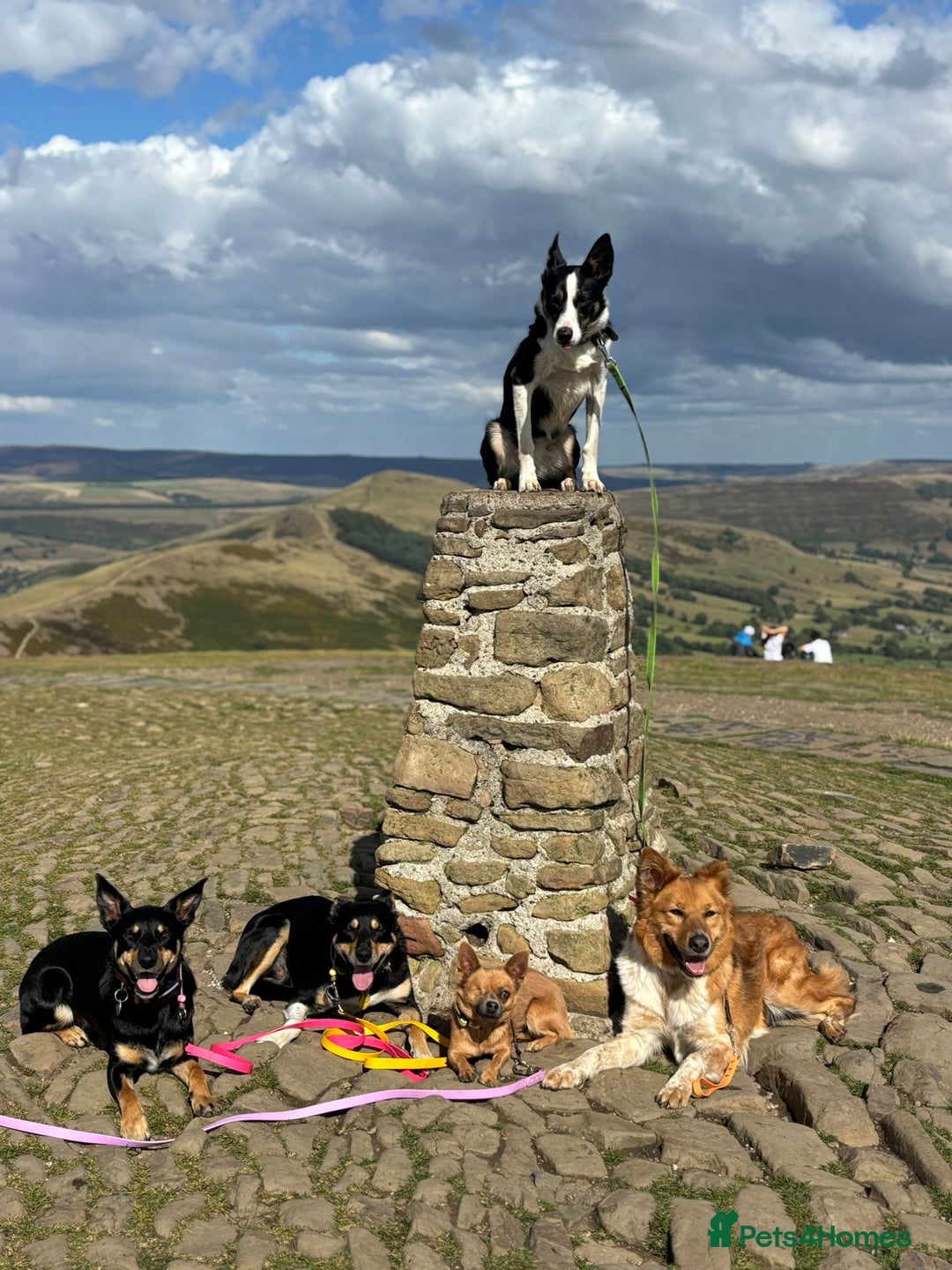 Canaan Dog dogs for sale: URGENT HOME NEEDED - Advert 6