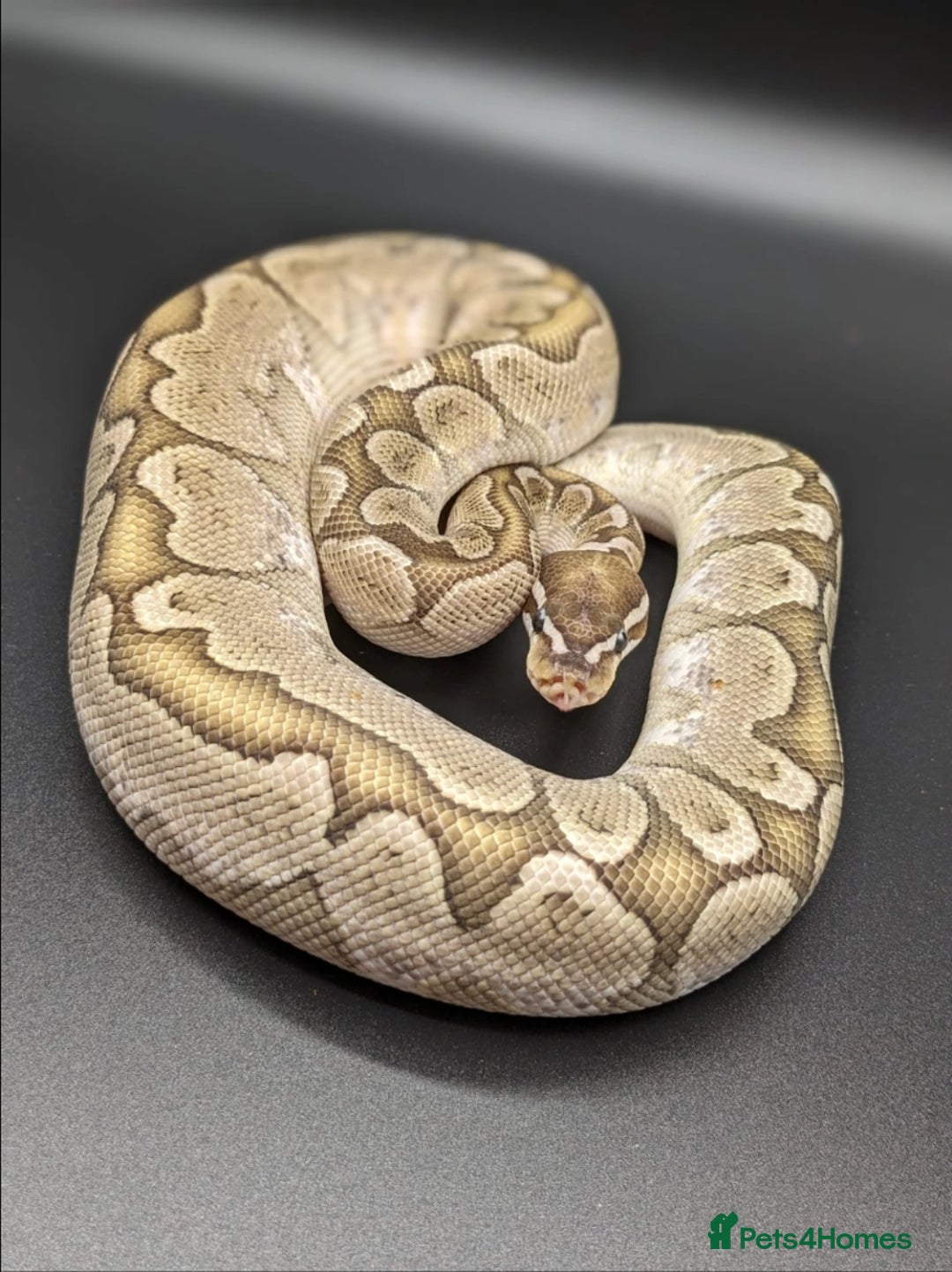 Python Snake reptiles for sale: Range of Royal Pythons - Advert 24