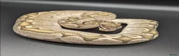 Python Snake reptiles for sale: Range of Royal Pythons - Advert 20
