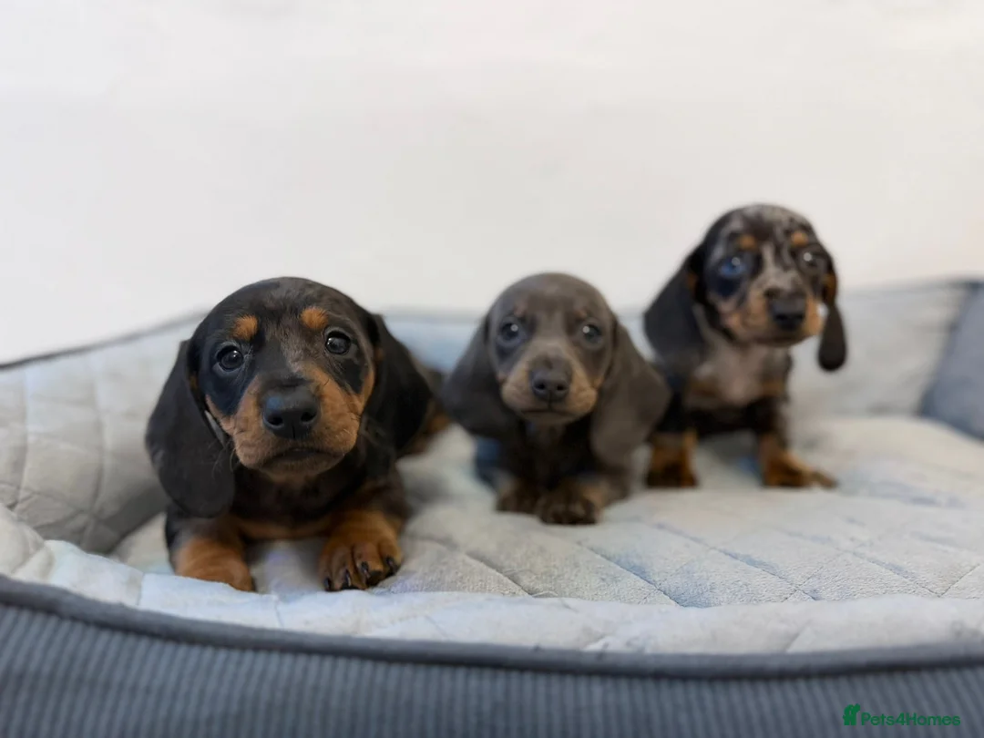 Dachshund dogs for sale: Miniature Dachshund puppies  - Advert 3