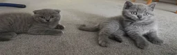 Scottish Fold cats for sale: Scottish Fold and Scottish straight kittens. - Advert 29