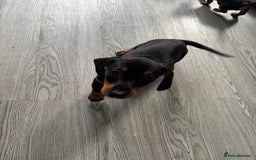 Dachshund dogs for sale: Dacshund girl  - Image 4