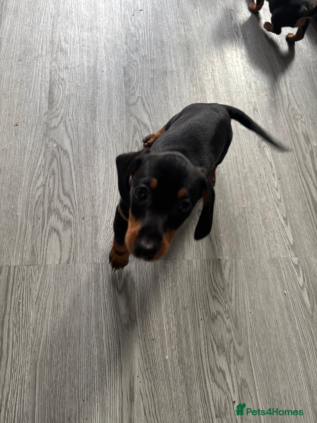 Dachshund dogs for sale: Dacshund girl  - Image 4