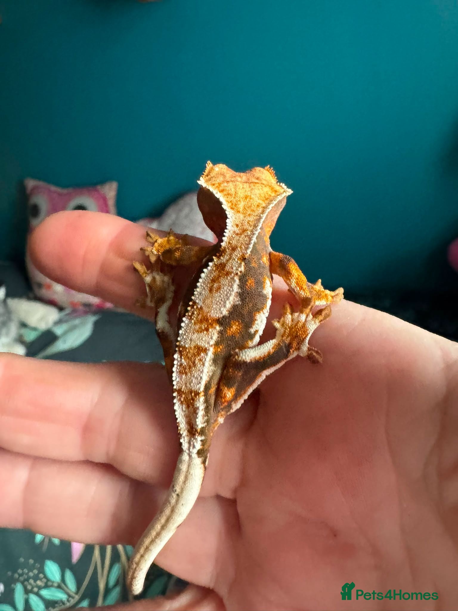 Gecko reptiles Baby gargoyle geckos and baby cresties lilys etx - Advert 14
