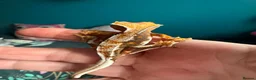 Gecko reptiles for sale: Baby gargoyle geckos and baby cresties lilys etx - Advert 24