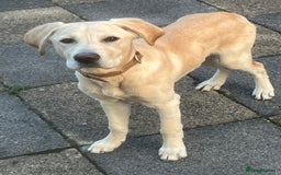 Labrador Retriever dogs for sale: 5 Month old Labrador  Retriever for Sale  - Image 1
