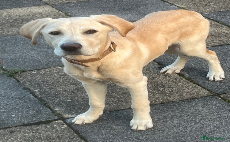 Labrador Retriever dogs - Advert 3