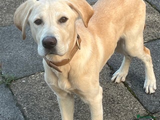 Labrador Retriever dogs - Advert 3