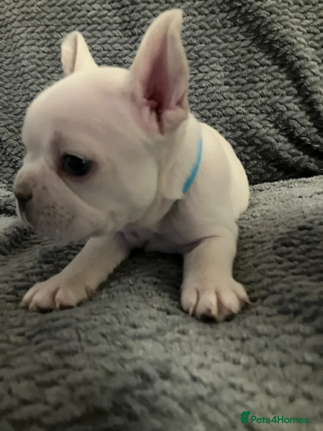 French Bulldog dogs for sale: Ready - Lilac Platinum - Fluffy Carriers - Advert 23