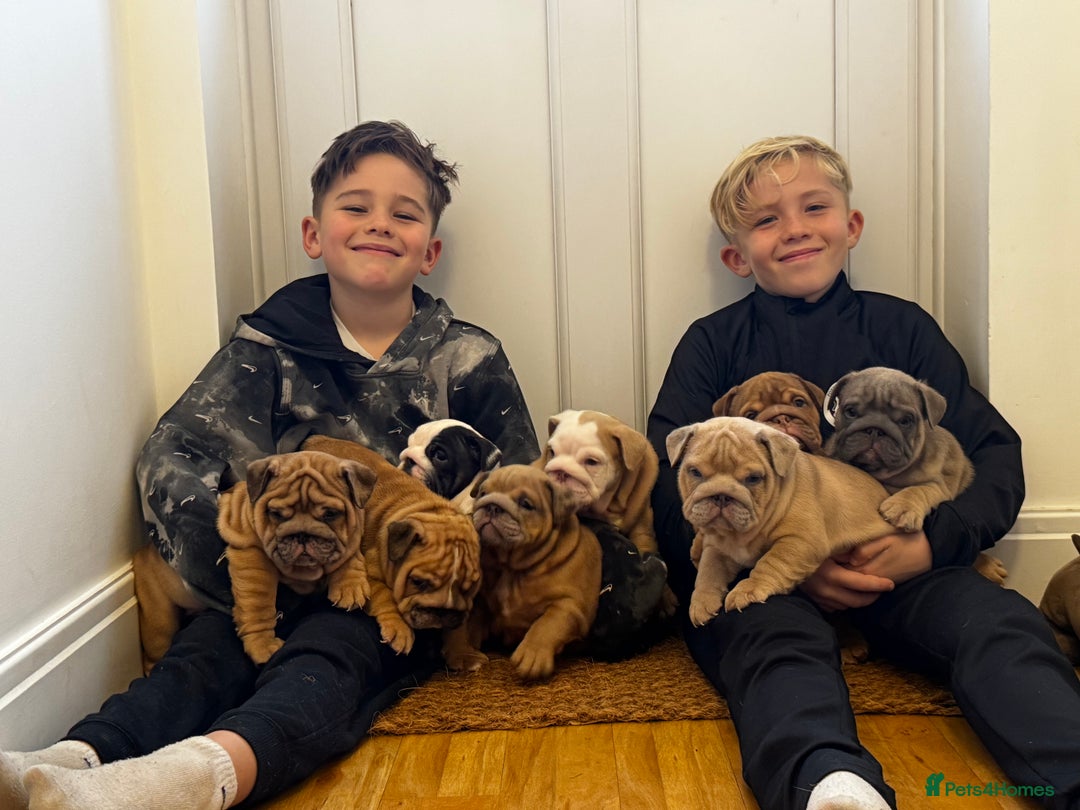 English Bulldog dogs for sale: Stunning litter of coloured Bulldogs home reared - Advert 23