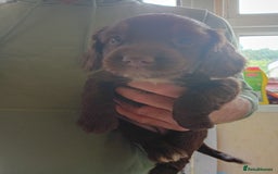 English Springer Spaniel dogs for sale: 6 beautiful springer pups - Image 8