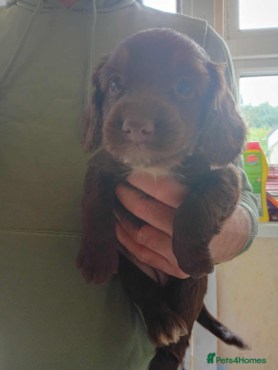 English Springer Spaniel dogs for sale: 6 beautiful springer pups - Image 8