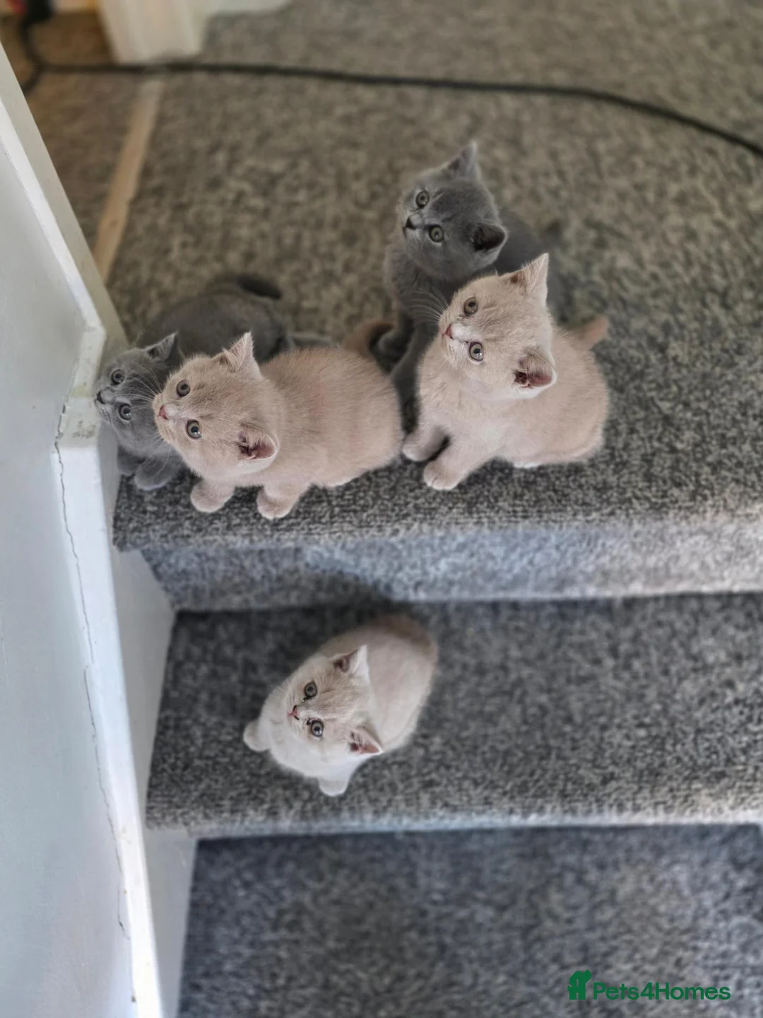 British Shorthair cats for sale: British shorthair kittens  - Advert 2