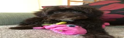 Shihpoo dogs for sale: shihpoo puppies for sale  - Advert 6