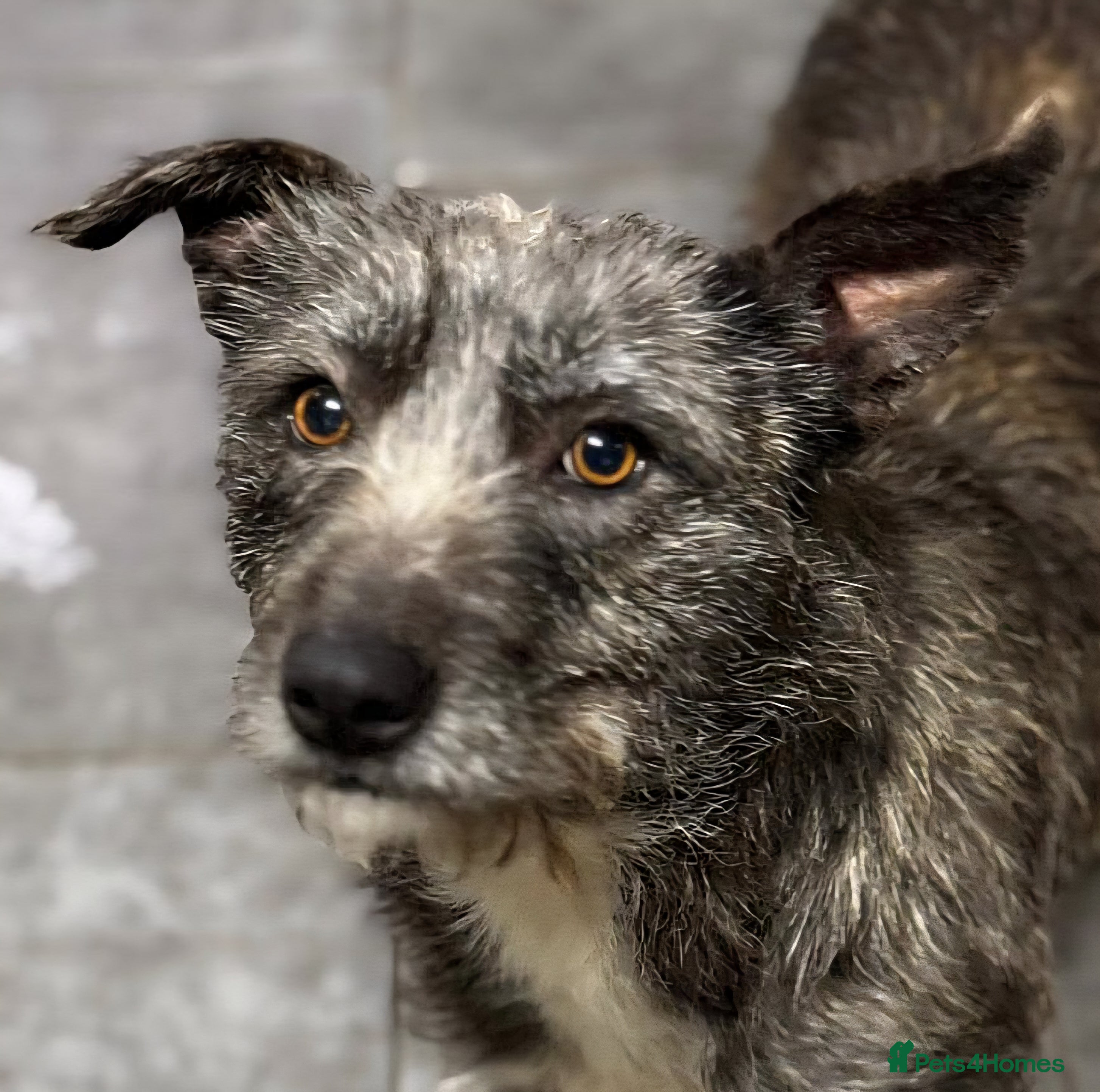 Mixed Breed dogs Special Sissy needs her home! - Advert 4